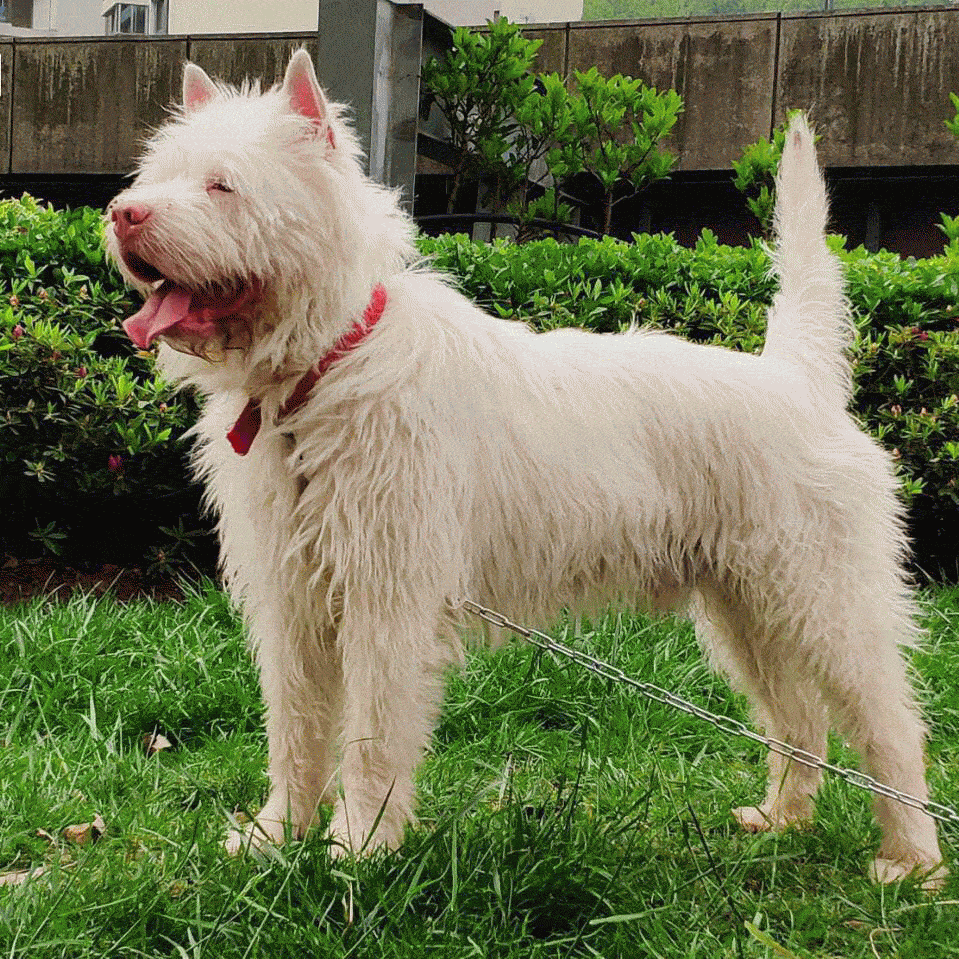 本是世界级名犬 如今却被当成 土狗 嫌弃 训练 贵州 威纳