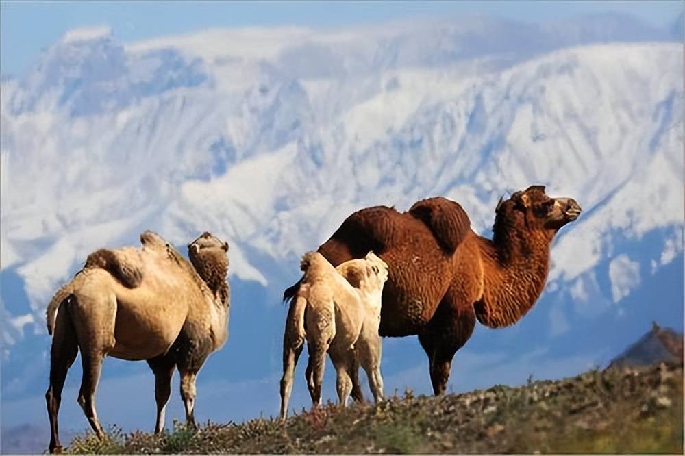 野骆驼保护区救助人员赶狼救幼崽,符合自然规律吗?