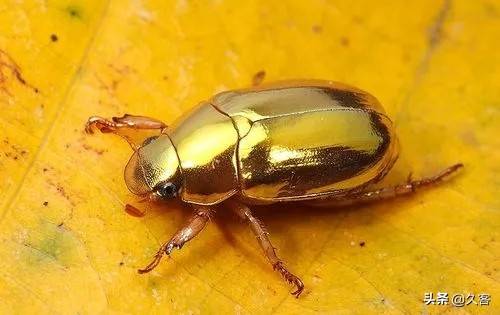 原创成都黄金甲虫因体内含有黄金被疯狂捕捉而灭绝