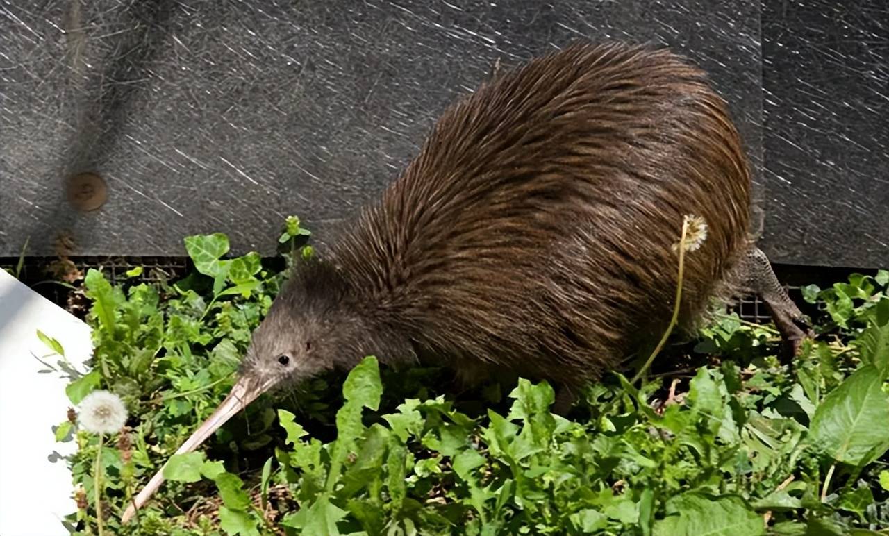 原创生的蛋是自己体重的三分之一被封为国鸟几维鸟为何如此