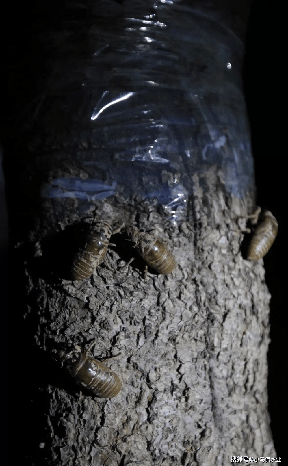 将蝉蚁撒在树下,第三年才会产生收益,每一年的6月卵