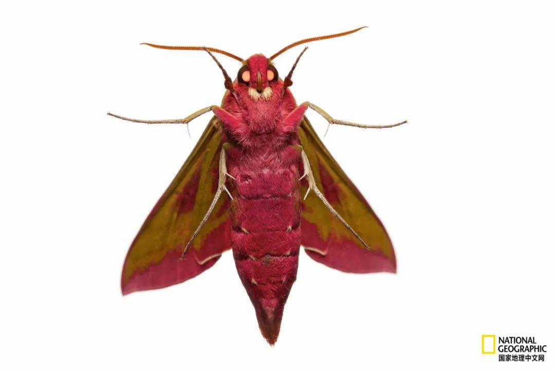 这篇文章是"百眼蜈蚣精"变的吗?_眼睛_复眼_水母