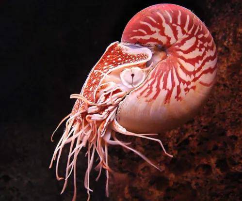 原创和大熊猫一样稀有它的壳有很大的科学价值能揭示自然