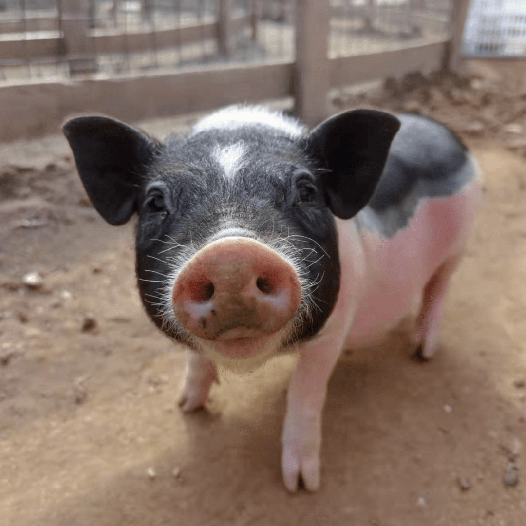 萌羊来袭顶顶咩咩带你欢乐游美村去往大自然尽情撒欢