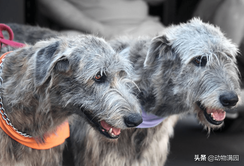 物種百科愛爾蘭獵狼犬