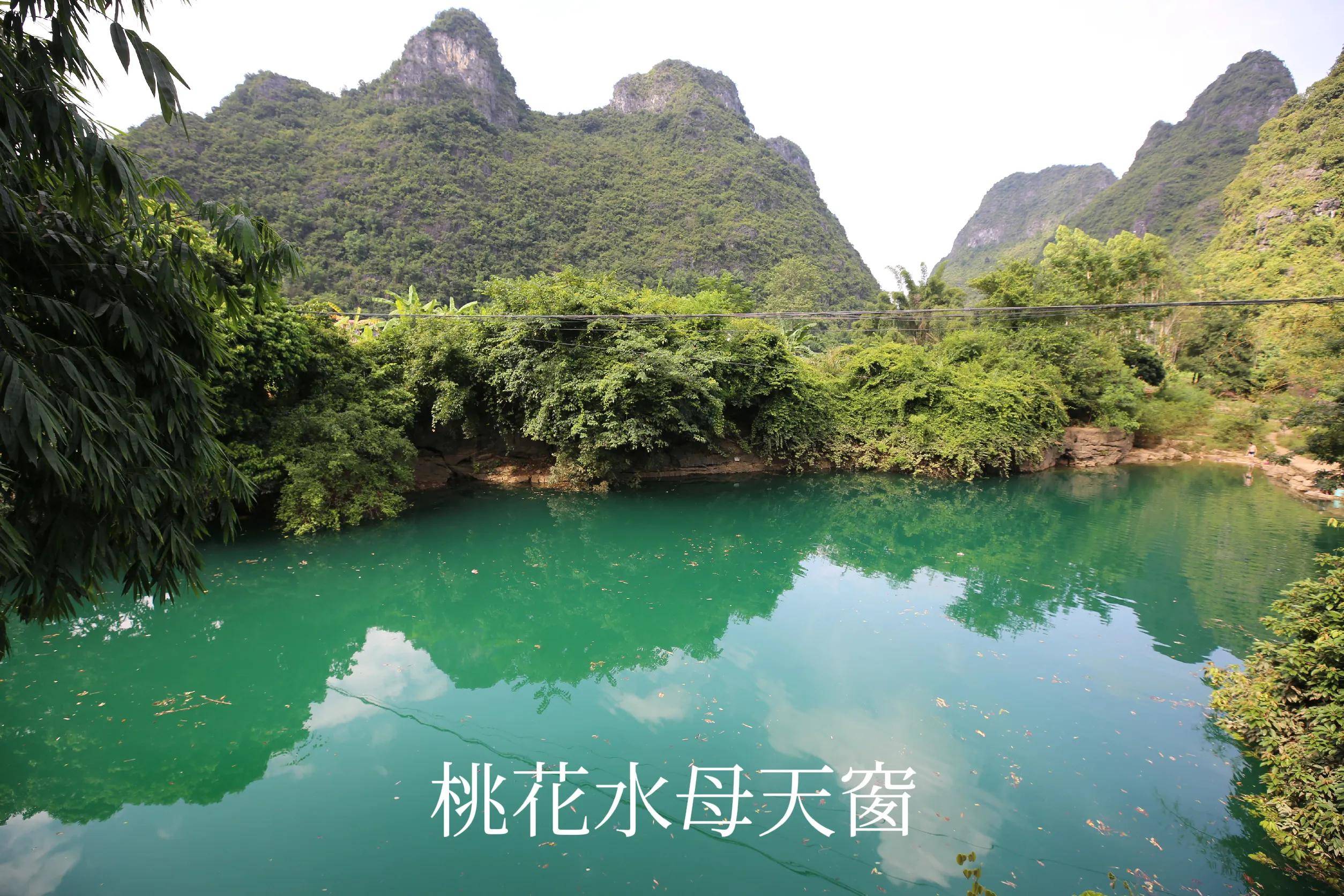 水中大熊猫桃花水母