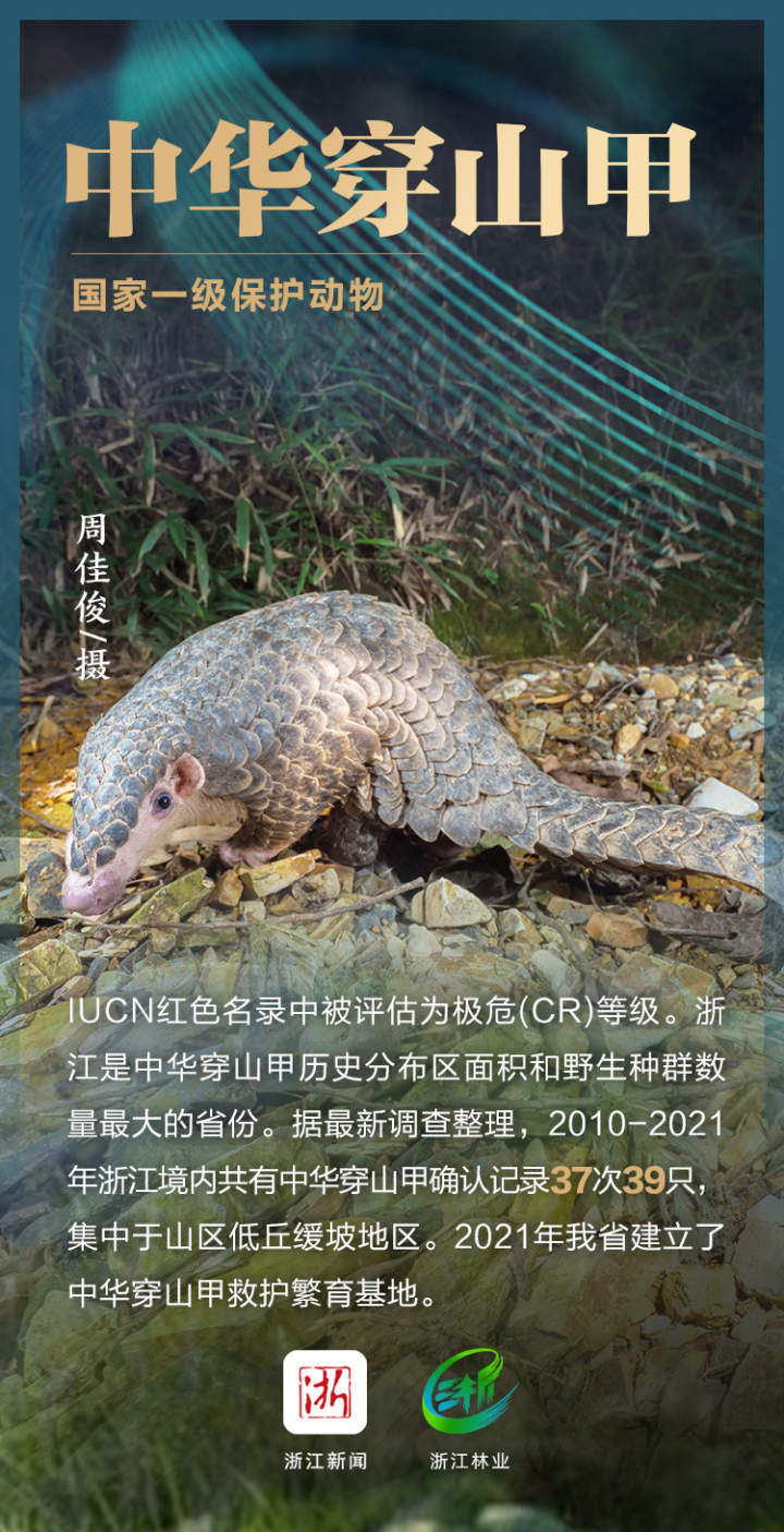 原创浙江珍稀动物图鉴来了这些神奇宝贝你认识吗