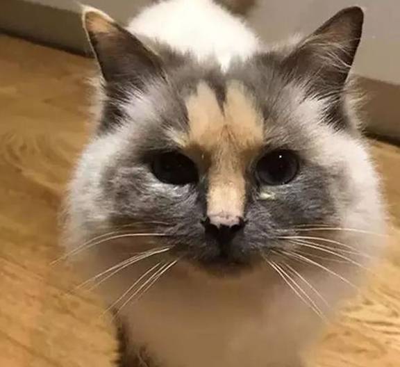 猫咪被主人抛弃,只因嫌猫咪脸上的花纹太丑,网友:明明挺可爱的_生活