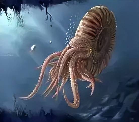 原创长在石头中的菊花菊石以及它的它的现代同类生物鹦鹉螺