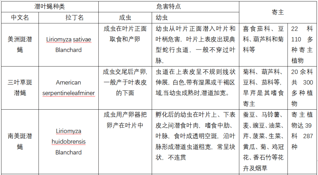 鬼画符虫图片