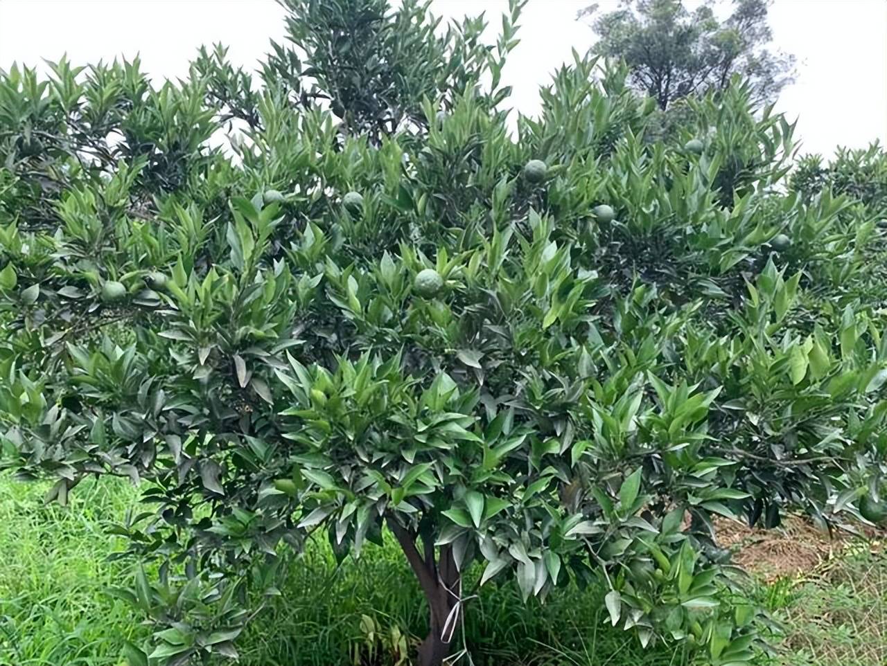 果树越长越旺 又不开花结果或者花量很少 应该怎么办 柑橘 进行 花芽