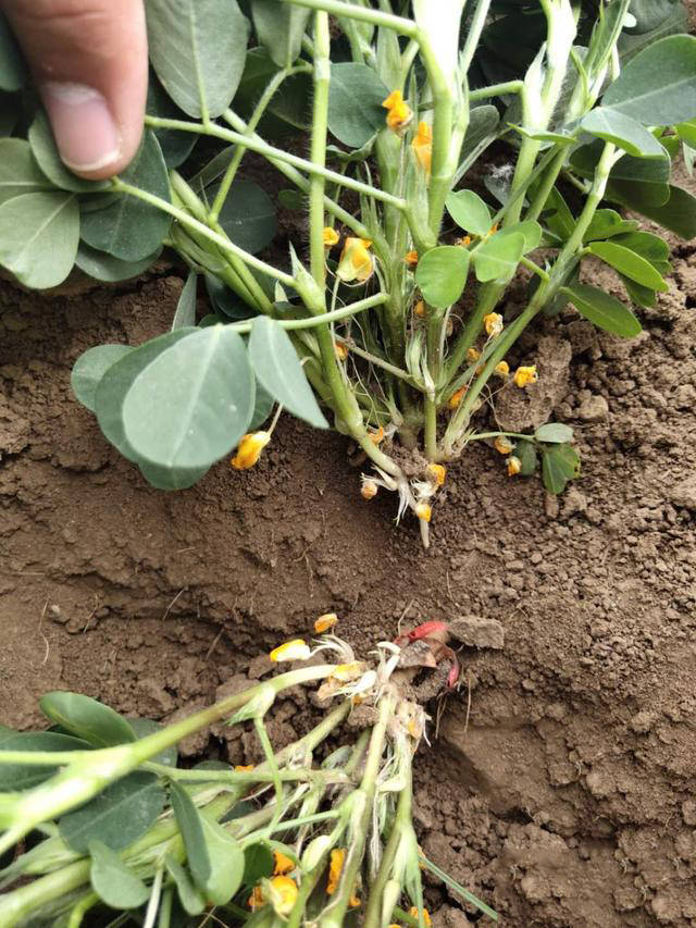 原创同样是种花生有人亩产超千斤亩产500斤差距就在这几个细节