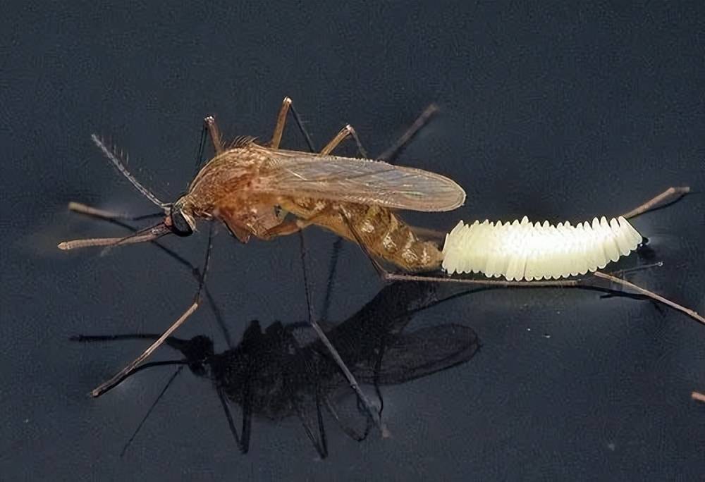普通蚊子和疟蚊 对比图片
