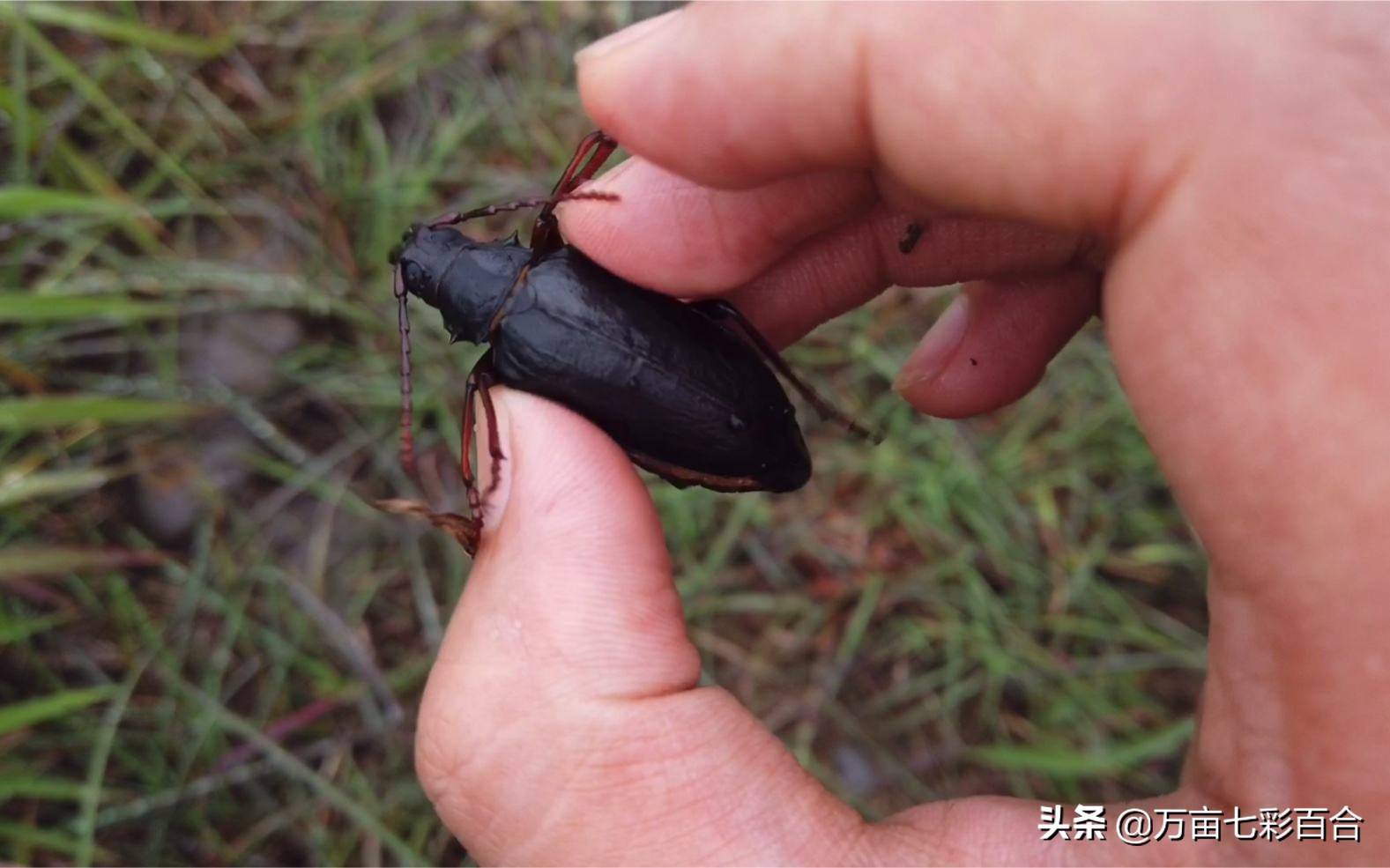 夏至立秋時出現的神秘昆蟲!山水牛是多數人的童年回憶_因為_問題_數量