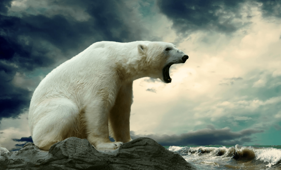 北极熊怒吼图片
