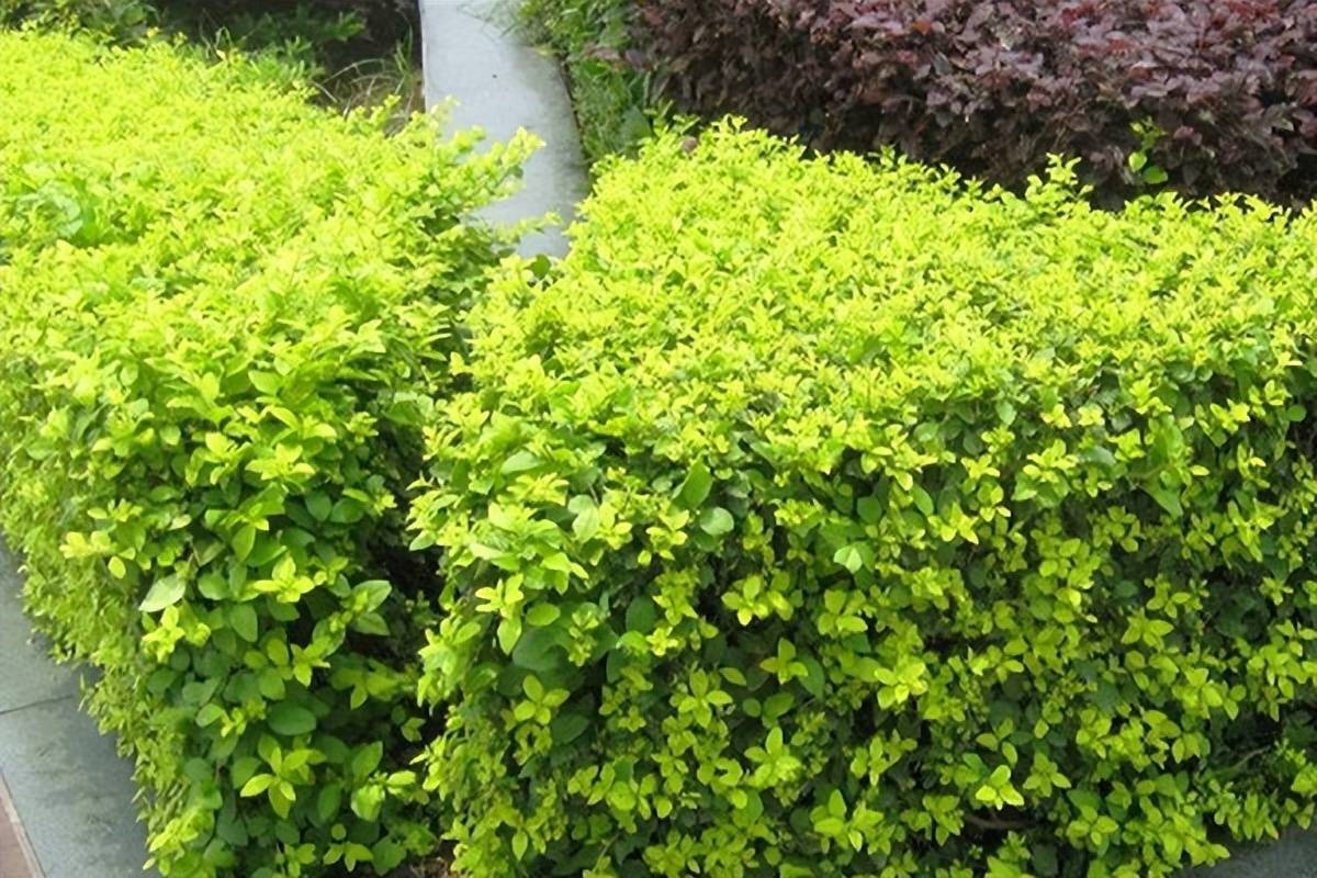 私家别墅花园中常用的绿篱植物你知道多少