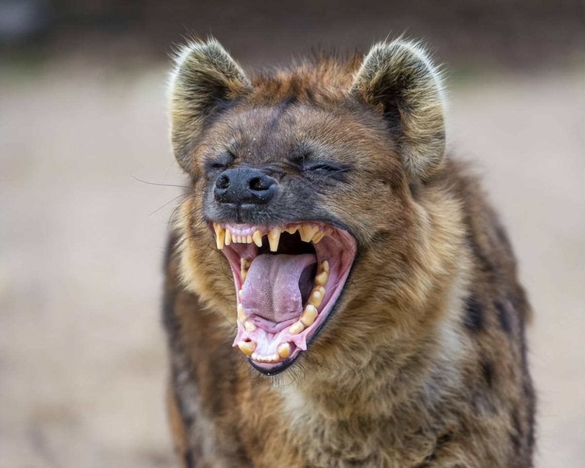 非洲二哥斑鬣狗为什么喜欢掏肛?动物被掏肛时为何原地不动?