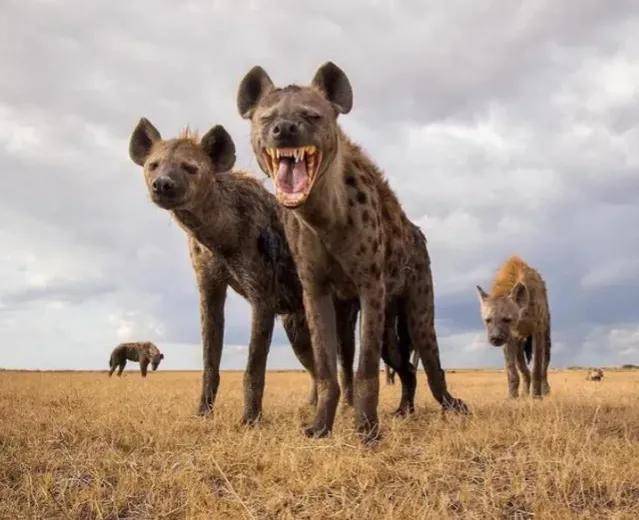 对付昂撒鬣狗群不仅要有盾牌更要有猎枪