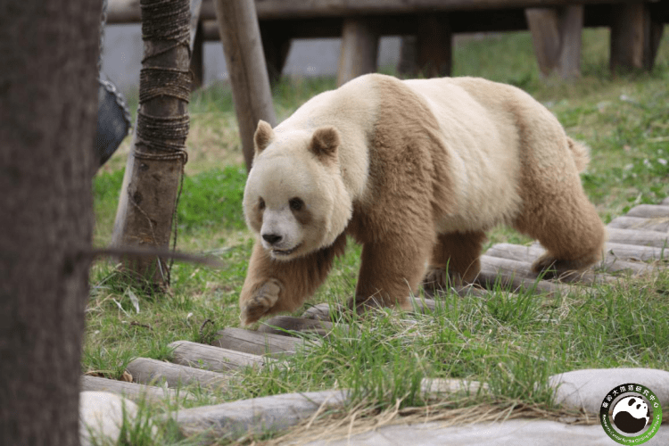 这里有一只罕见的棕色大熊猫