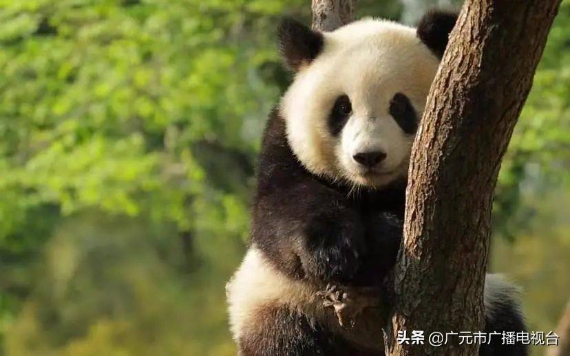 毛线棉鞋大熊猫图纸图片