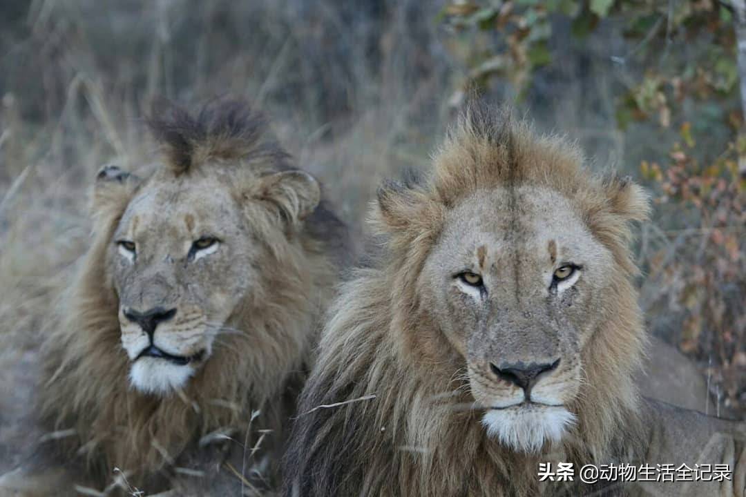 北牛油果雄狮联盟:耗走伯明翰雄狮联盟,夺取狮群,成为萨北之王_金发