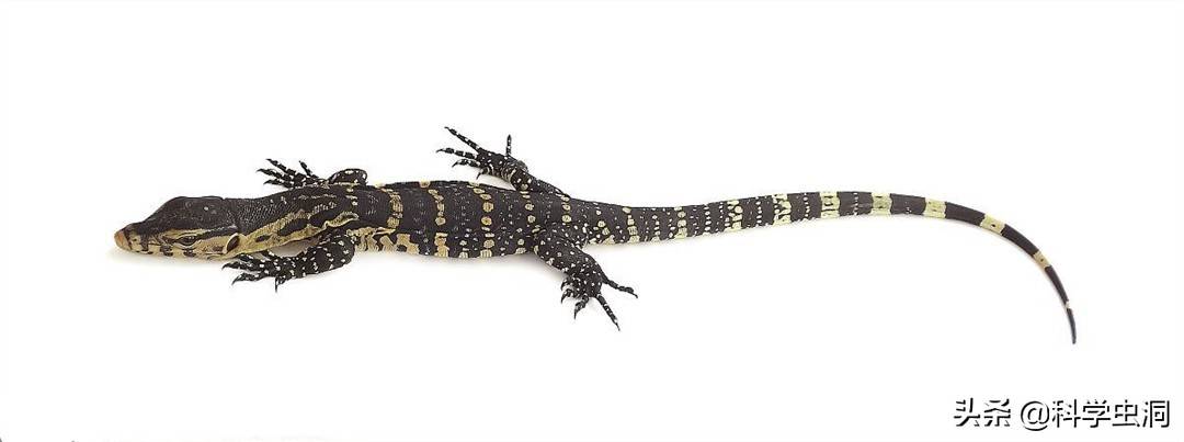 大蜥蜴五爪金龙现身云南景洪藏身于村民家中被发现