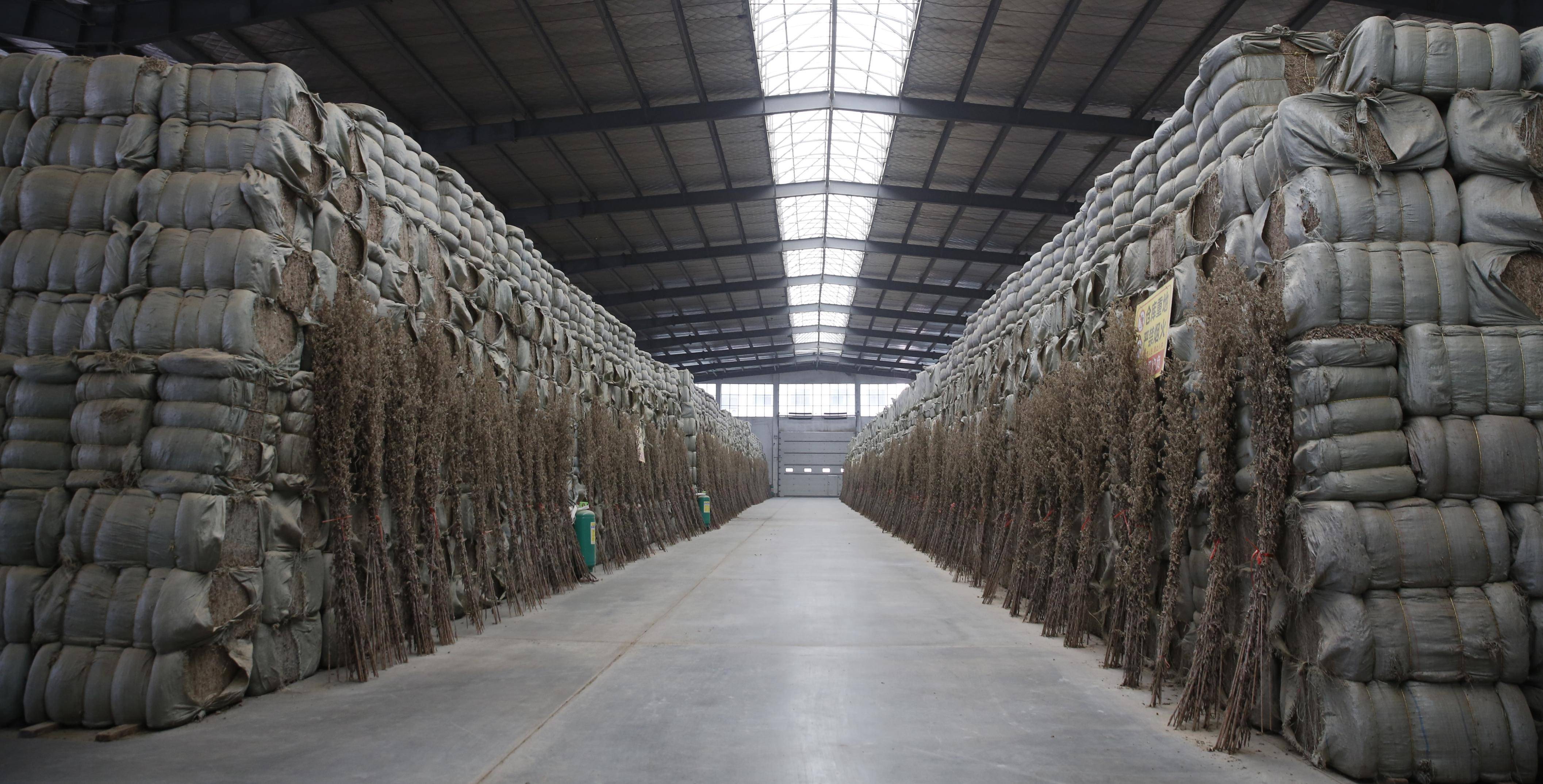 红色映像走进"中国艾都"蕲春 ——参访"蕲艾"研发,种植,生产基地随记