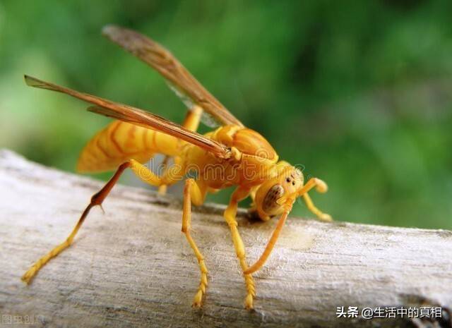 它是世界上最大的黃蜂,經常群居,成群行動,可以一口咬掉蜜蜂頭,人要是