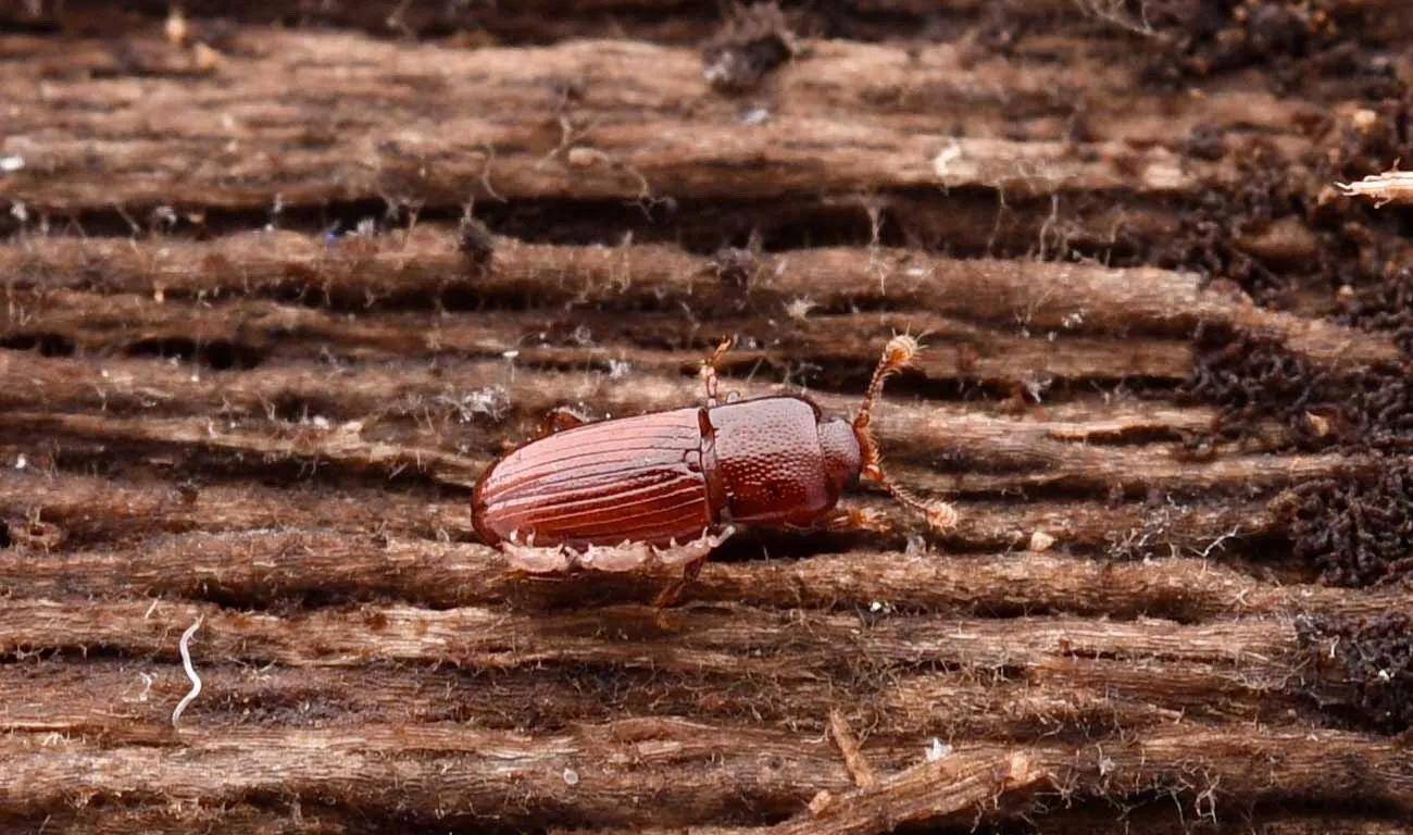 (十三)cerylon属(十二)象甲科(十一)短沟红萤属