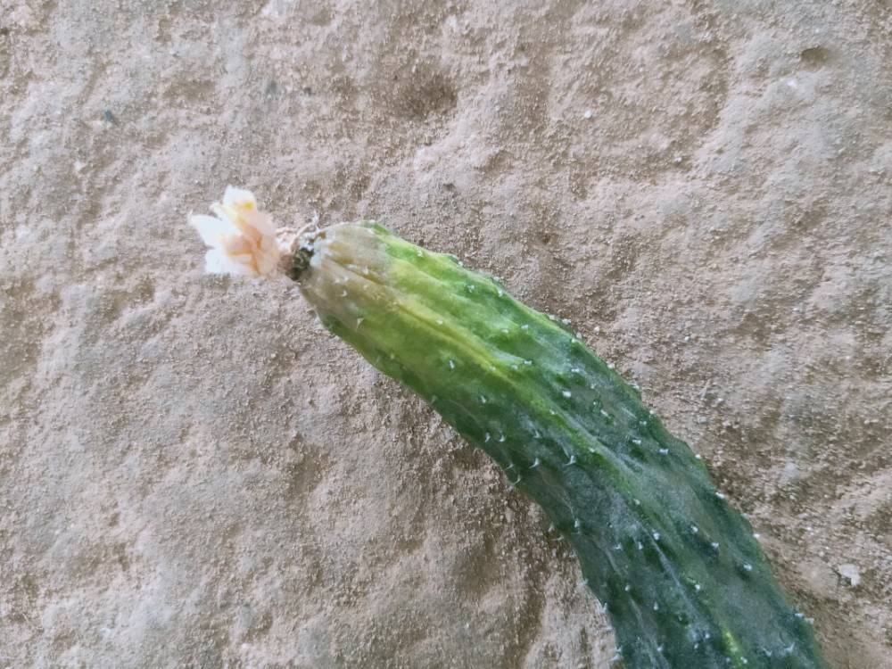 引起黄瓜烂头的原因及防治方法