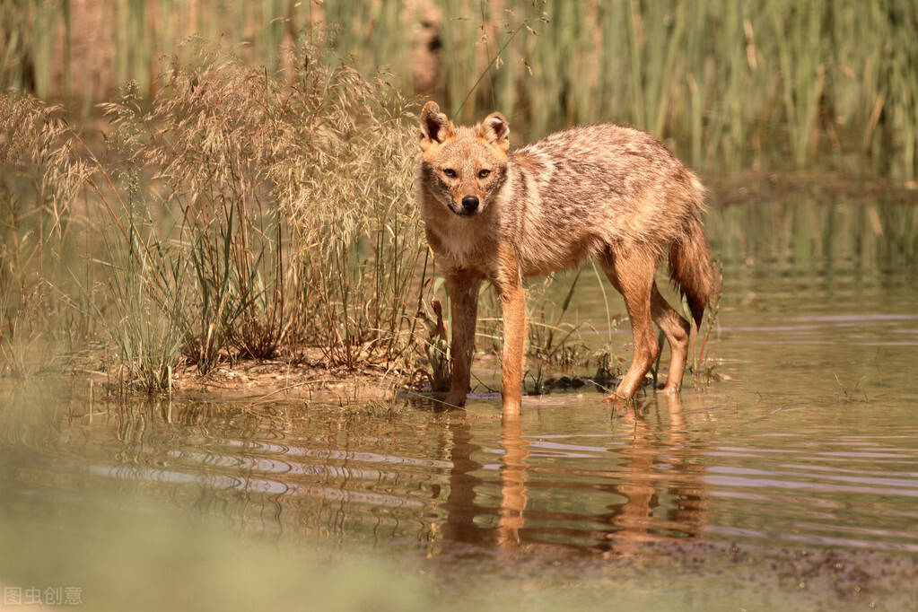 青海拍到红毛狗曾经最强犬科动物现在却成了濒危物种