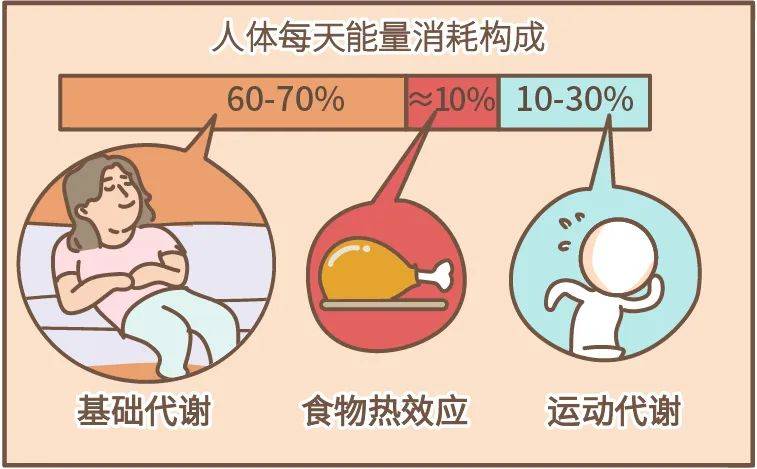 基礎代謝率(bmr),是指人體在清醒而又極端安靜的狀態下,不受肌肉活動