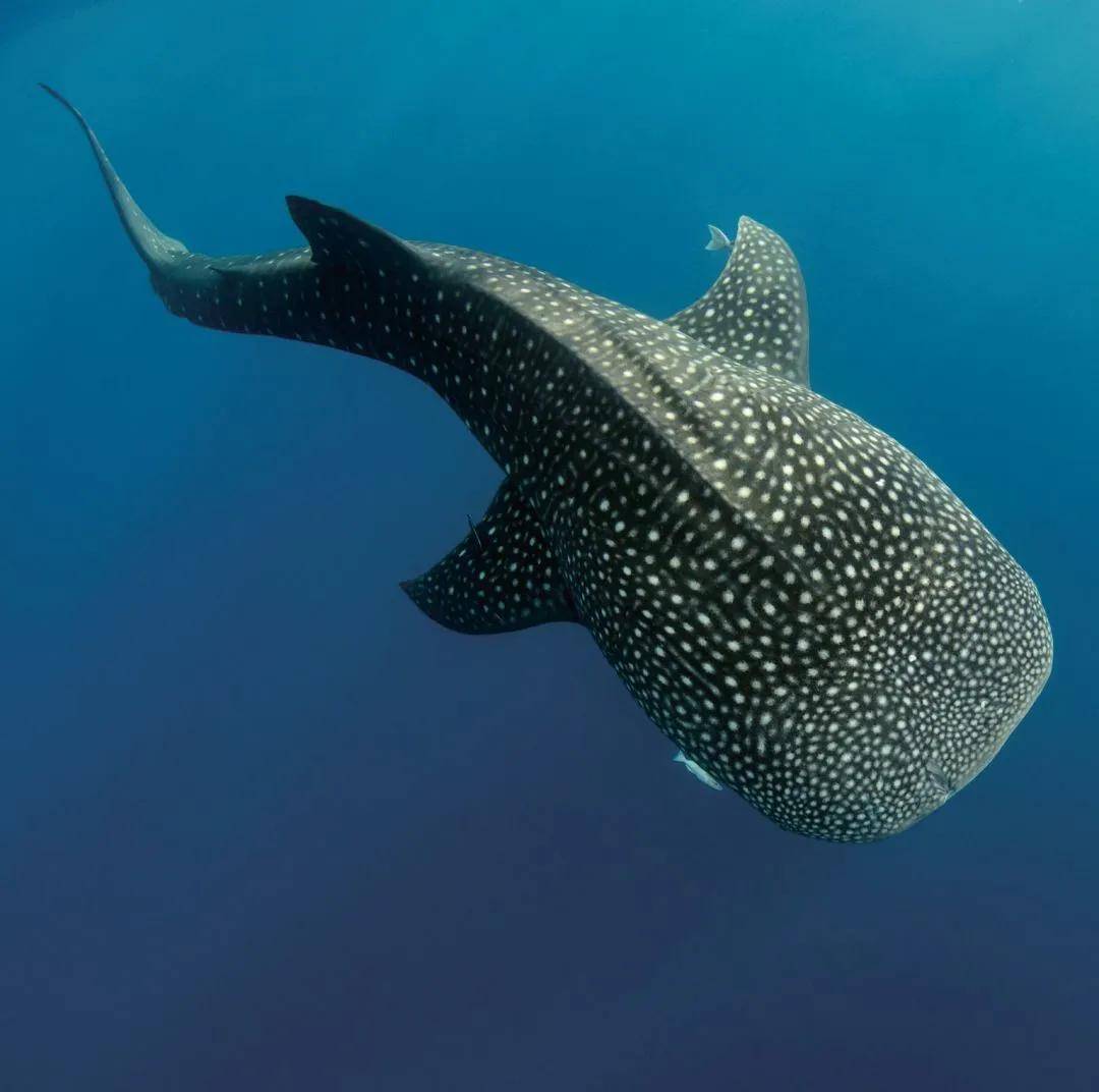 海洋中最大的鱼类-鲸鲨_活动_海域_海水