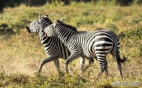 为什么说母斑马不好惹