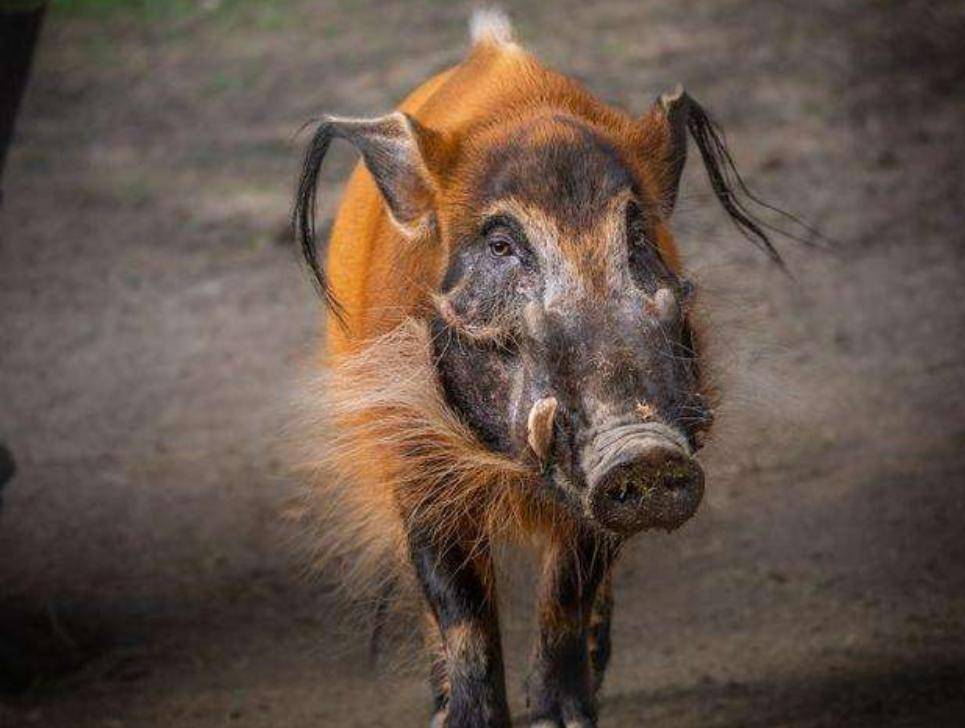 原创红河野猪在非洲泛滥成灾是时候把它引入到我国进行回交育种了
