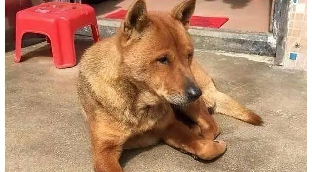 俗语 老狗不在家中死 为何狗临死前要离开家躲起来 有依据吗 主人 李大爷 农村