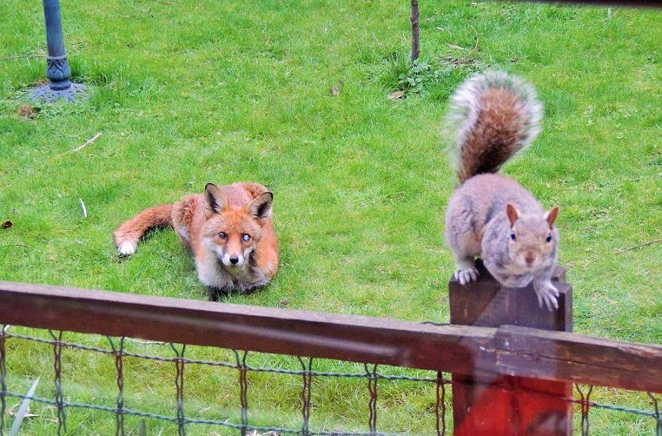 原创松鼠被狐狸跟踪时拼命敲人的玻璃窗屋主却表示松鼠脸皮厚