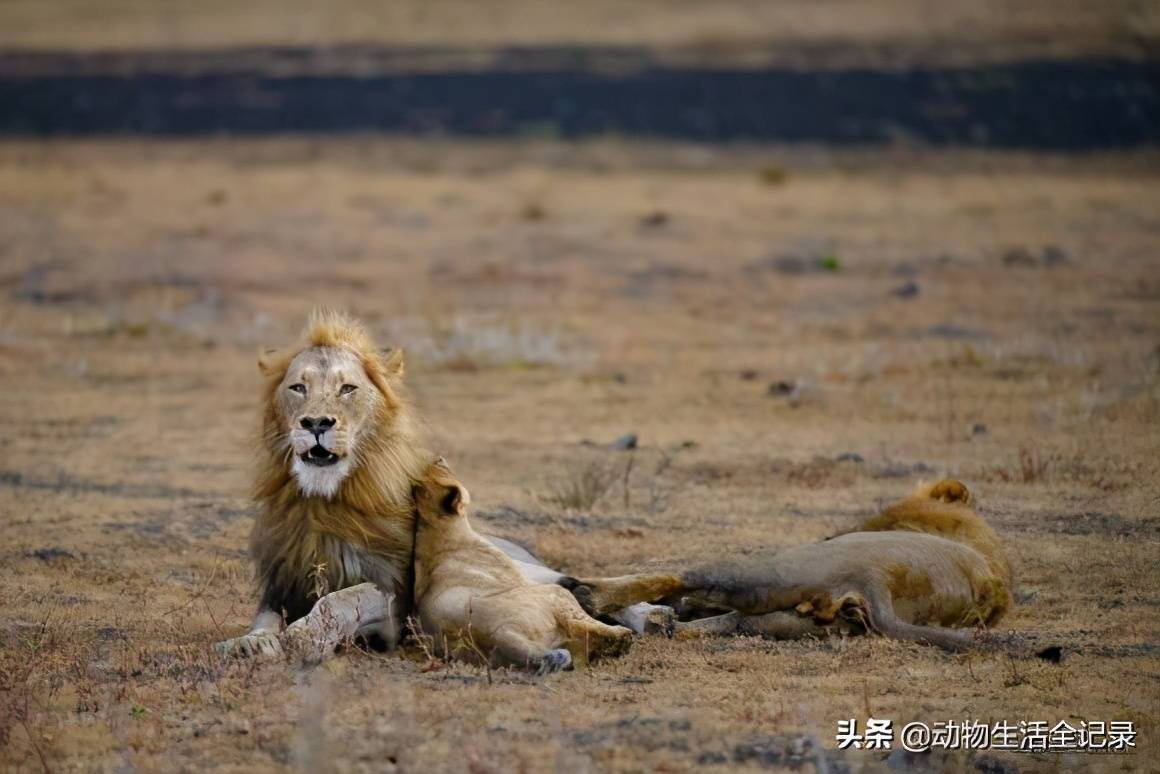 熊男雄狮:结盟采花雄狮,迅速拿下两个狮群,成为一方霸主_项圈_赛拉提