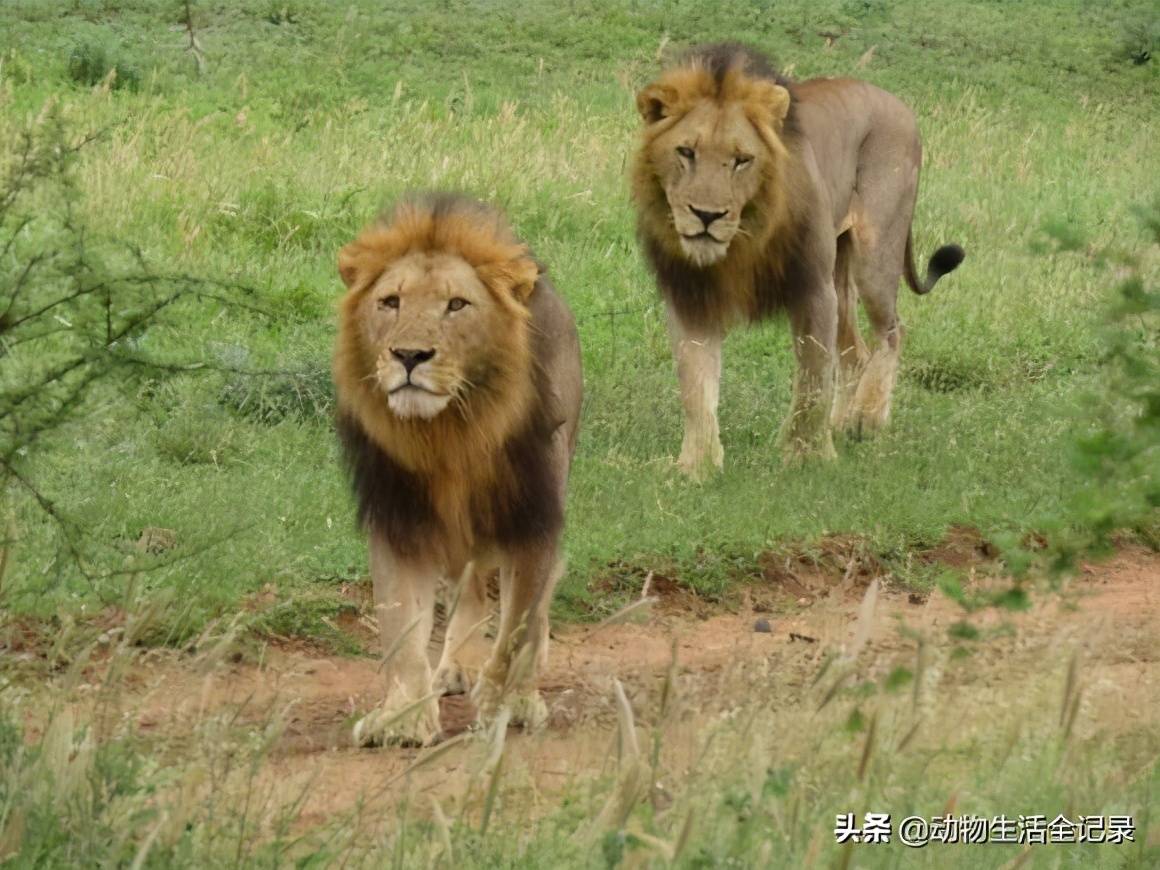 失去妈妈的斯巴达小母狮:孤独的流浪,父亲也不管,还能活下去吗_狮群