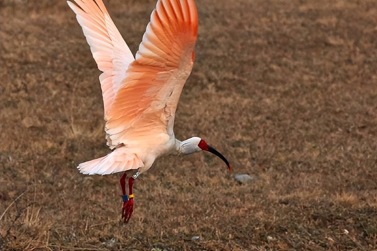 朱鹮有何等魅力才会被称之为东方宝石