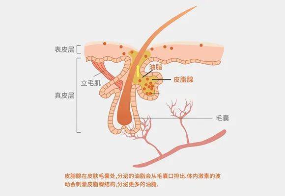 雄性激素分泌图片