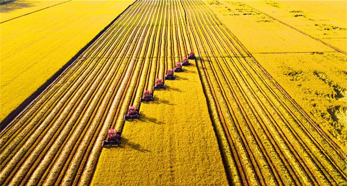 北大仓_黑土_湿地
