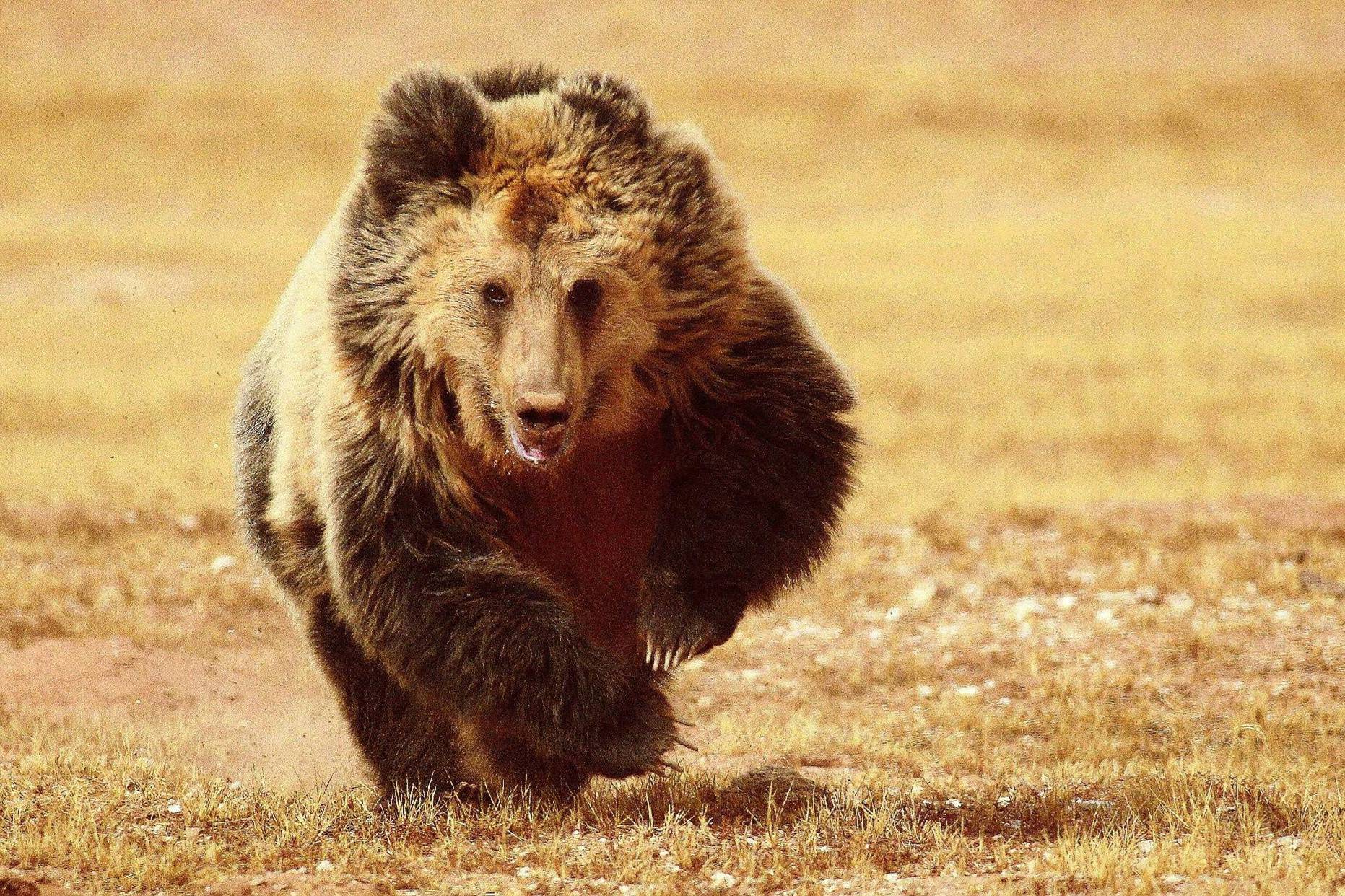 生活在青藏高原冰川中,全球不足300头_牦牛_金丝_金色