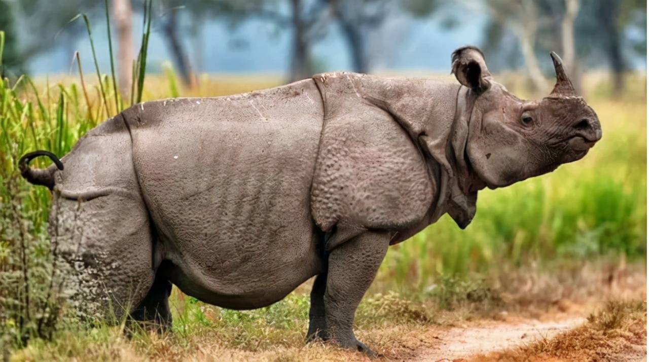 原创世界上最稀有的10种动物