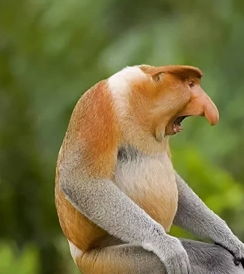 这种两栖动物是动物界的彼得·潘,它一生都处于幼虫阶段,这也说明了它