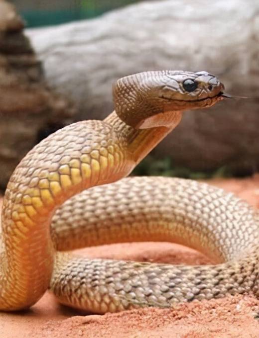 世界上最毒的蛇最长图片