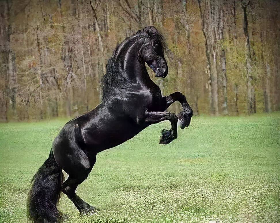 世界上比较珍贵的马品种_价格_阿帕卢萨马_特马