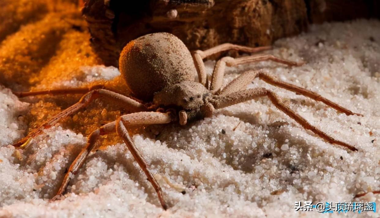 世界10大有毒蜘蛛_毒液_症状_漏斗