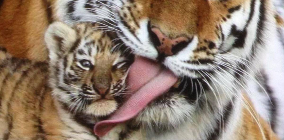 原创老虎的舌头刮骨的钢刀被它舔一下比在水泥地擦伤还严重