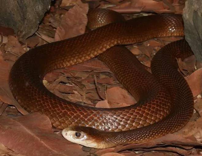 世界上最毒的蛇照片图片